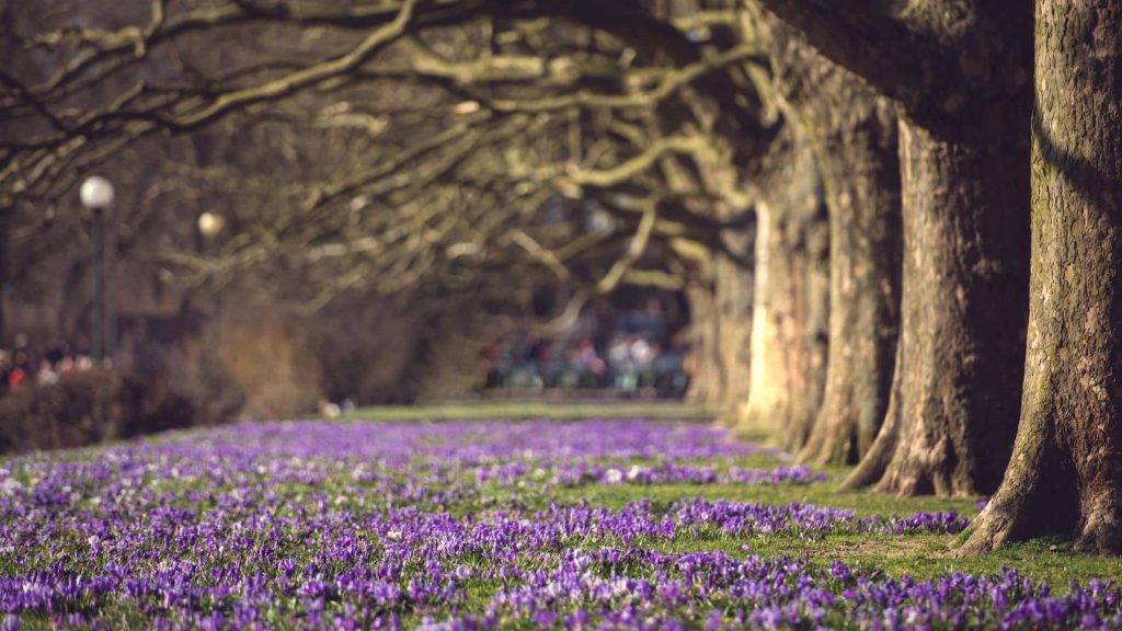 Jasne Błonia w Szczecinie